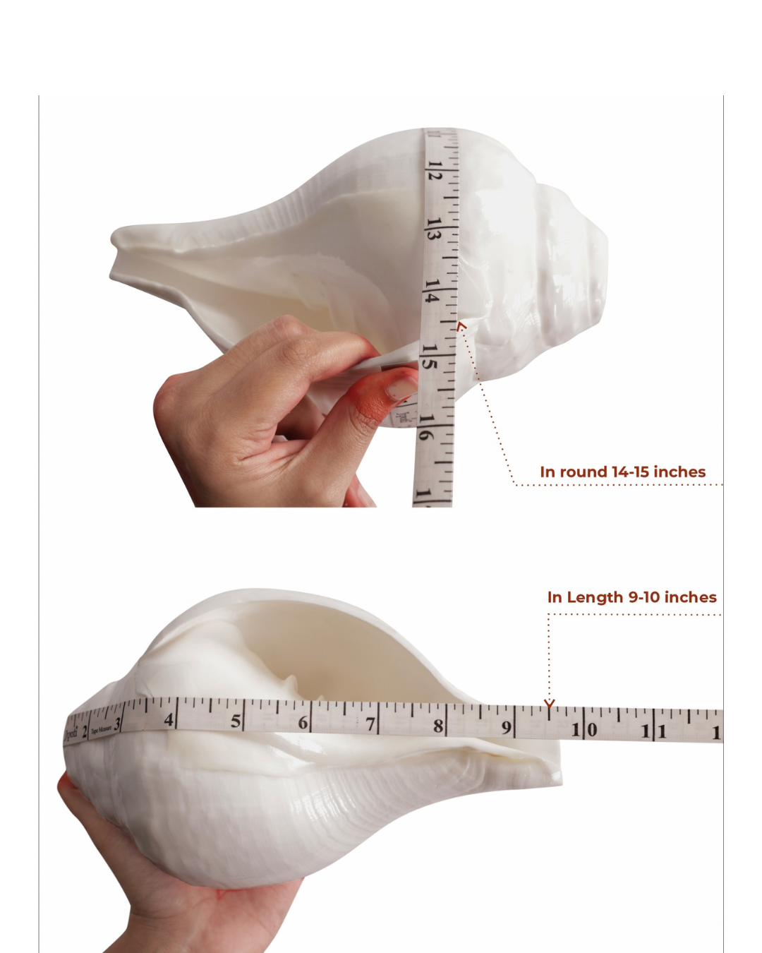 Vishnu Shankh (Natural White) - Large Sizes (Vibrating 'Om' Sound)