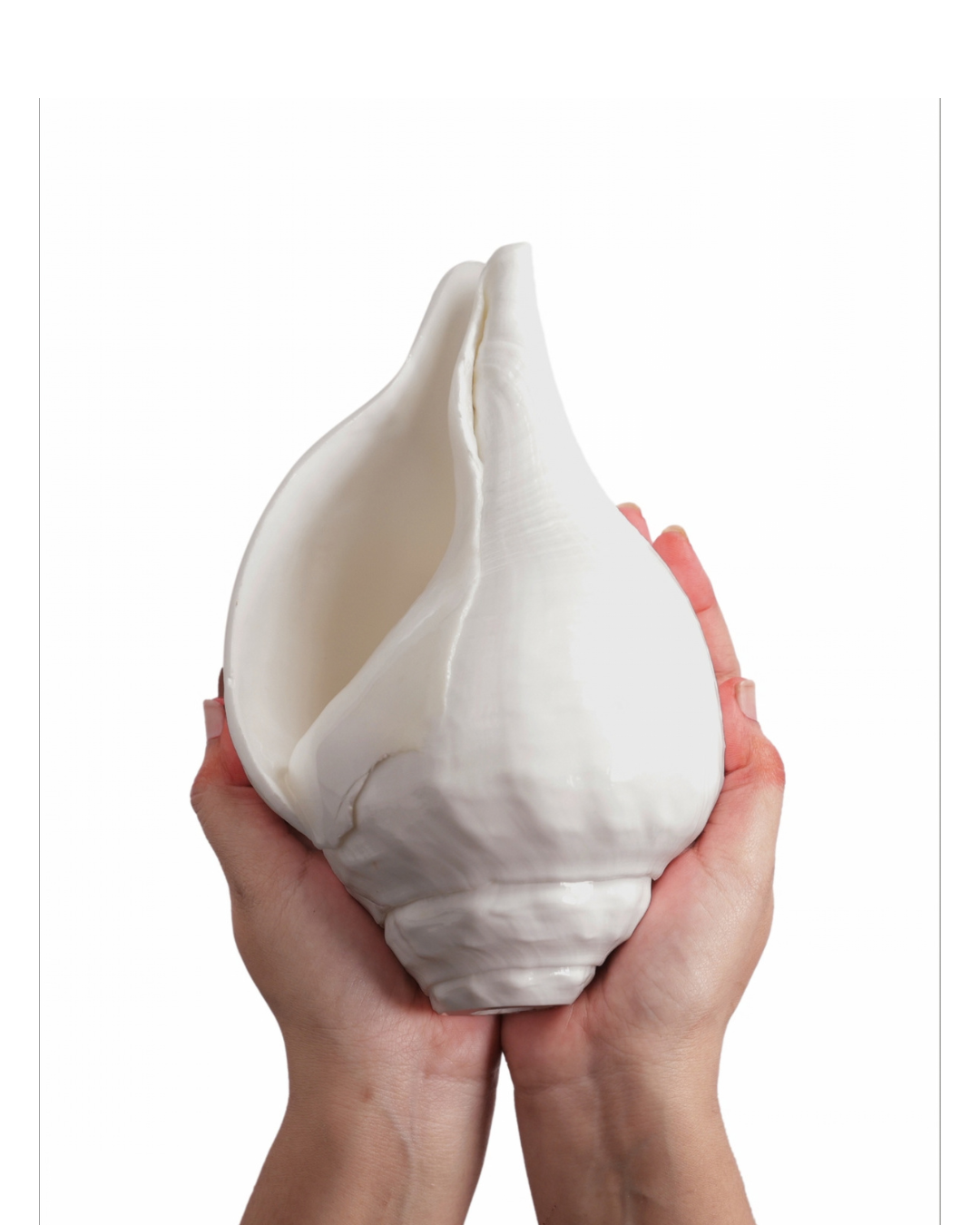 Vishnu Shankh (Natural White) - Large Sizes (Vibrating 'Om' Sound)