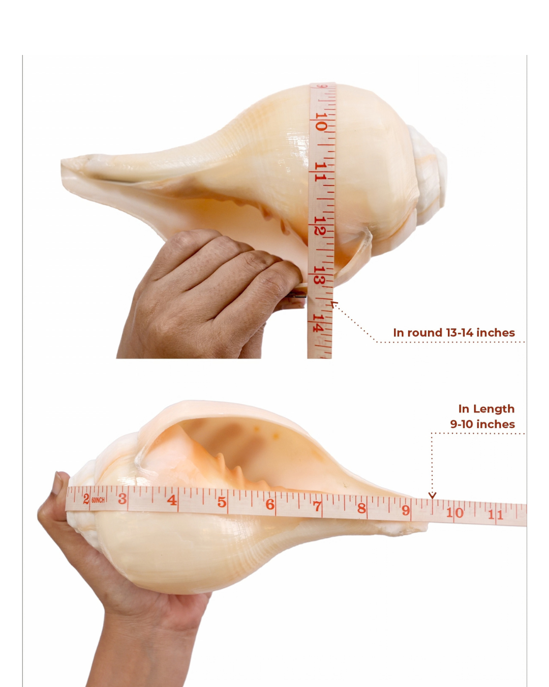 Vishnu Shankh (Natural Peach) - Medium Sizes (Soothing and Loud Sound)