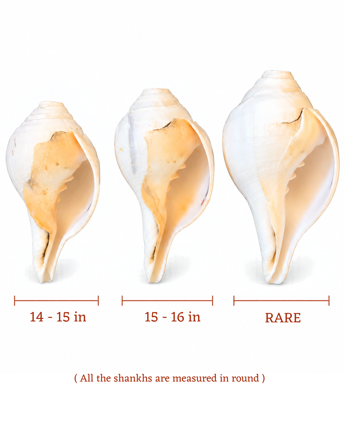 Vishnu Shankh (Natural Peach) - Large Sizes (Vibrating "Om" Sound)