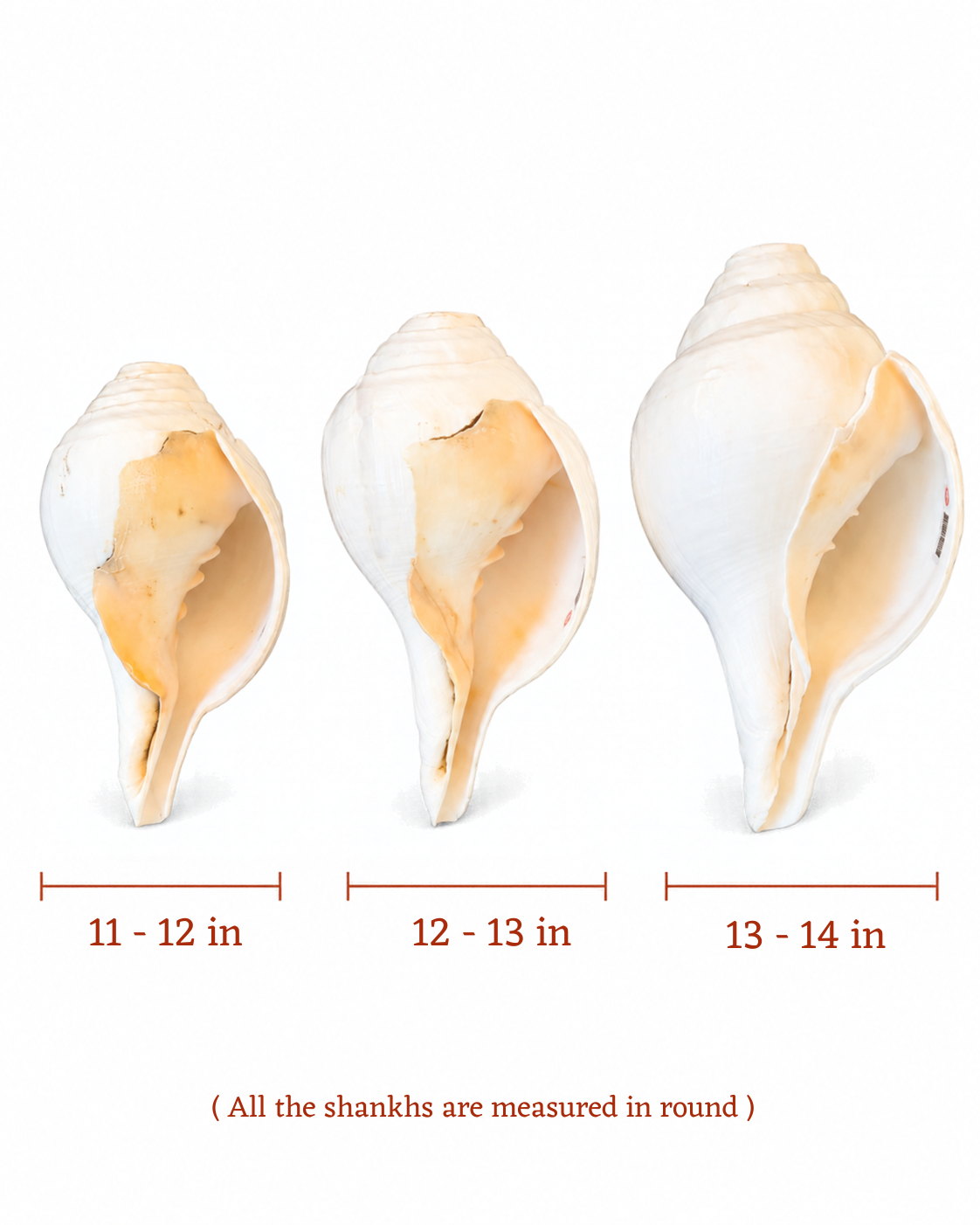 Vishnu Shankh (Natural Peach) - Medium Sizes (Soothing and Loud Sound)