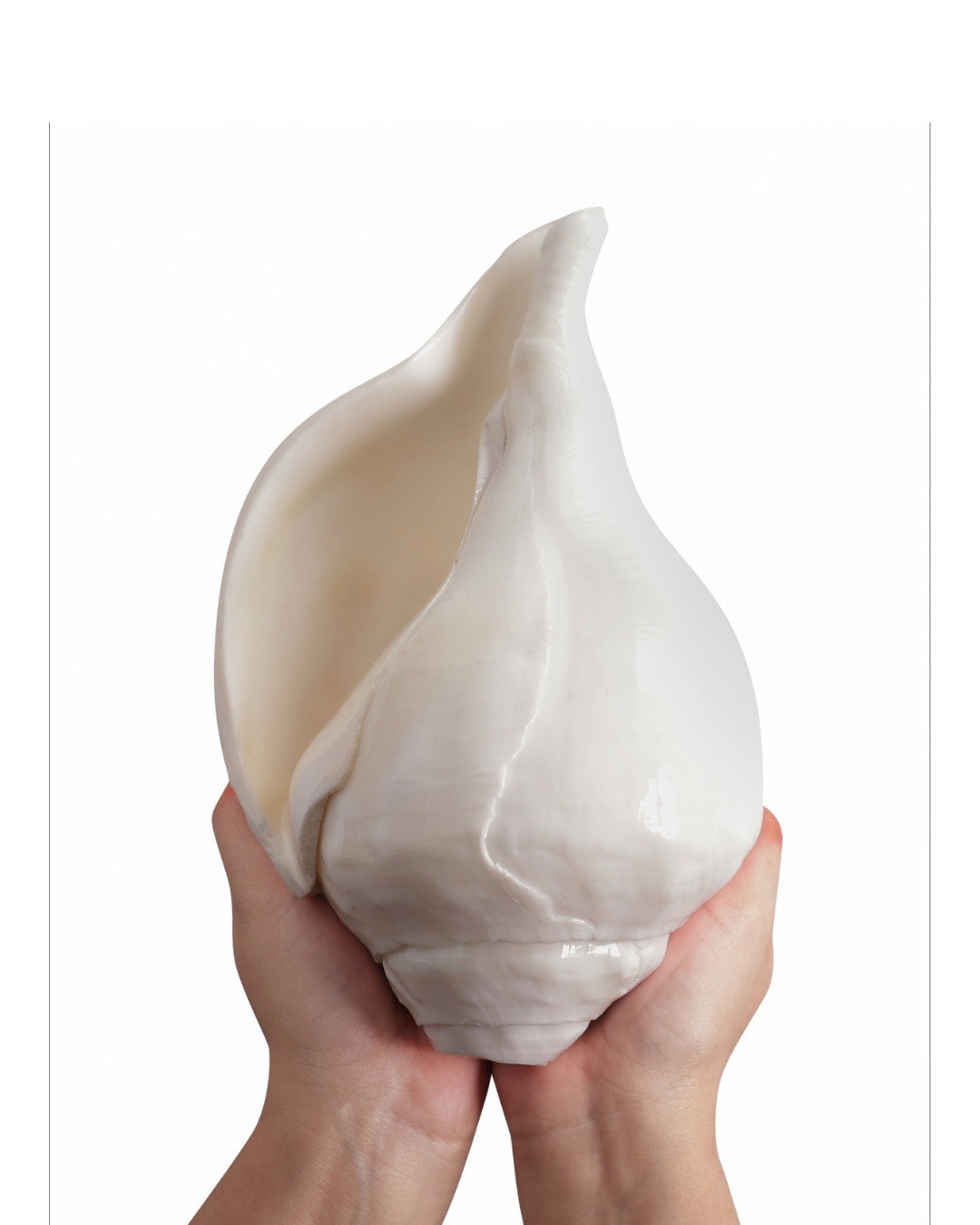 Vishnu Shankh (Natural White) - Large Sizes (Vibrating 'Om' Sound)
