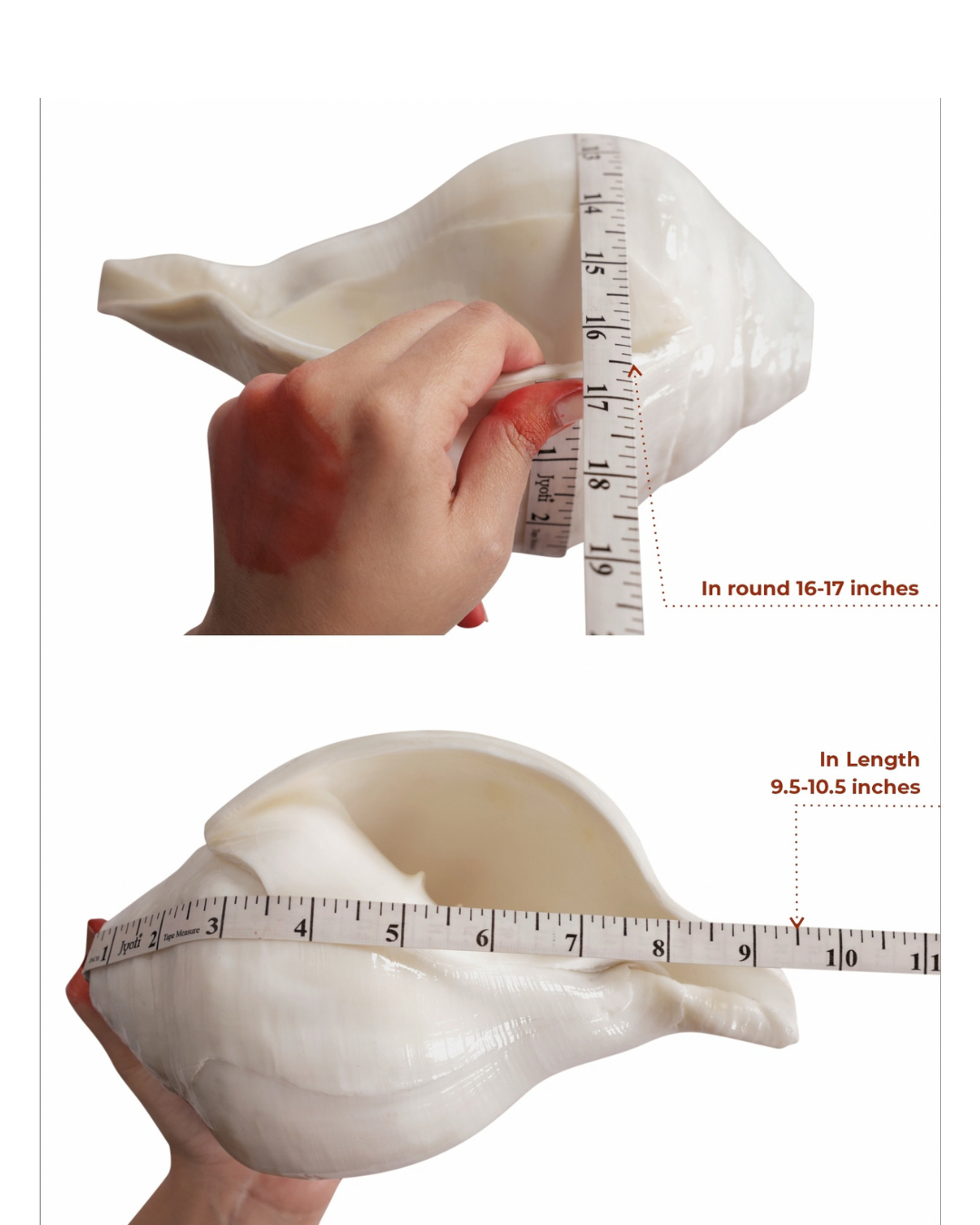 Vishnu Shankh (Natural White) - Large Sizes (Vibrating 'Om' Sound)