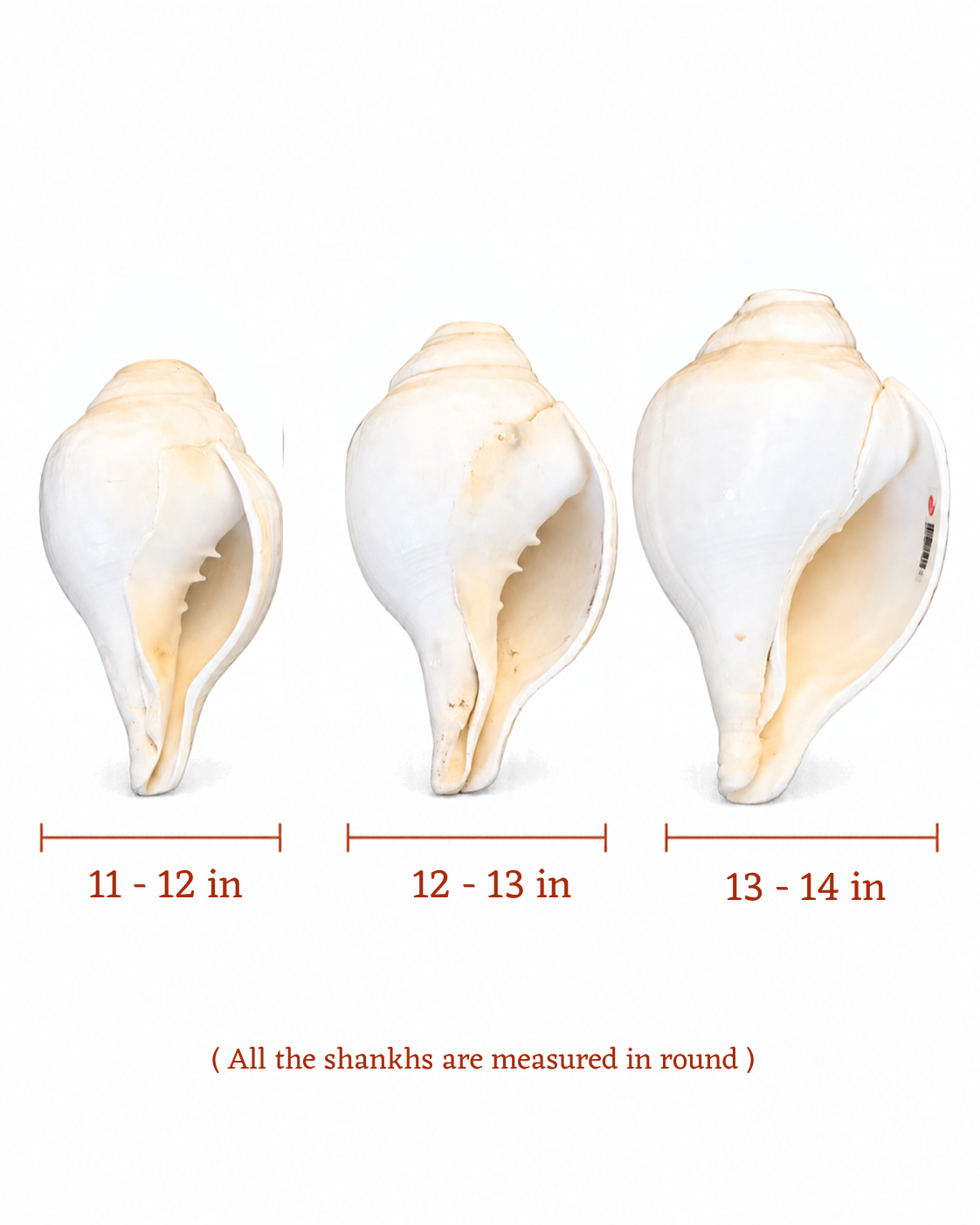Vishnu Shankh (Natural White) - Medium Sizes (Loud and Soothing Sound)