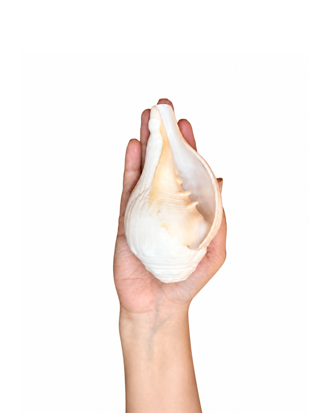 Vishnu Shankh (Natural Peach) - Small Sizes (Sharp and Loud Sound)