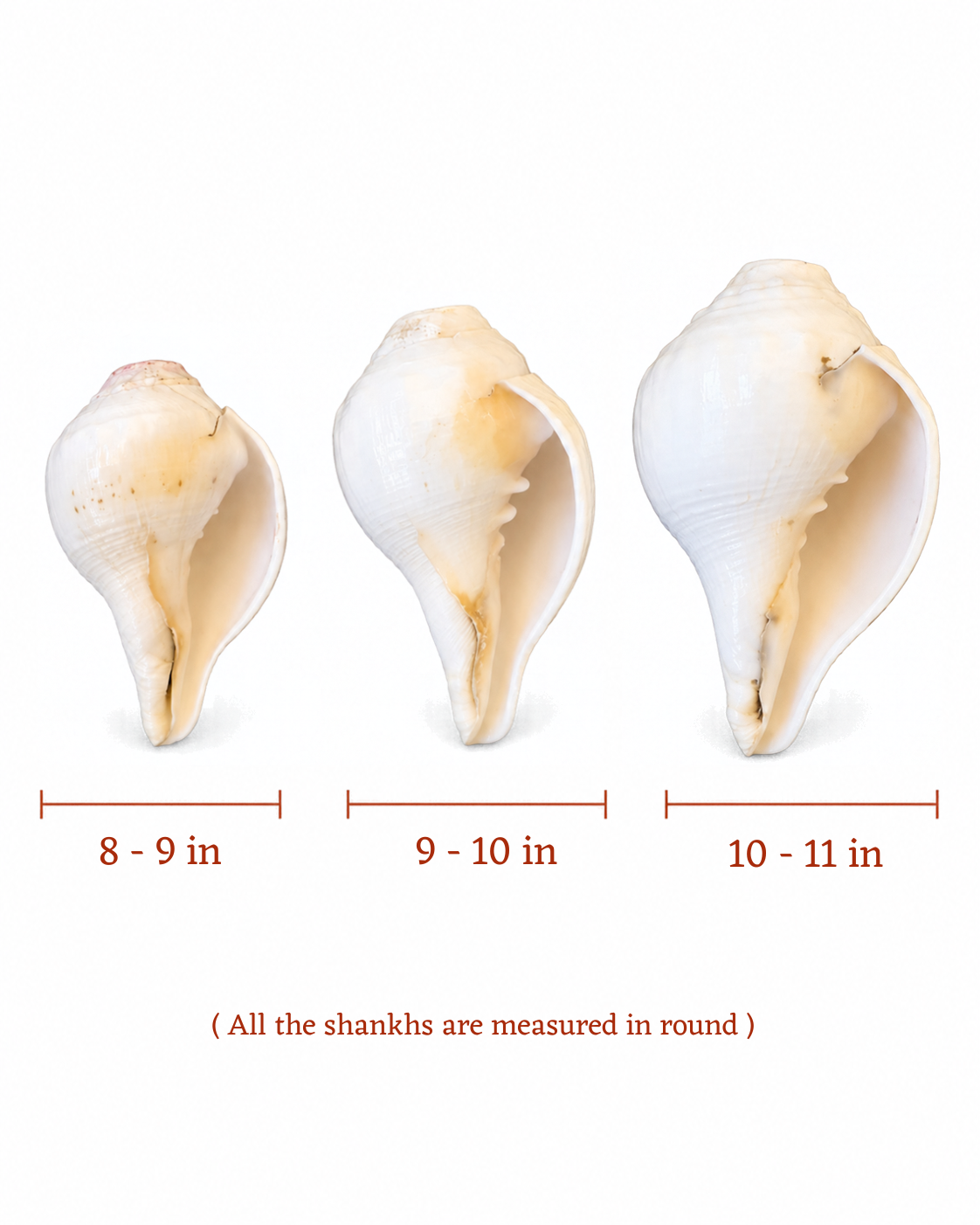 Vishnu Shankh (Natural Peach) - Small Sizes (Sharp and Loud Sound)