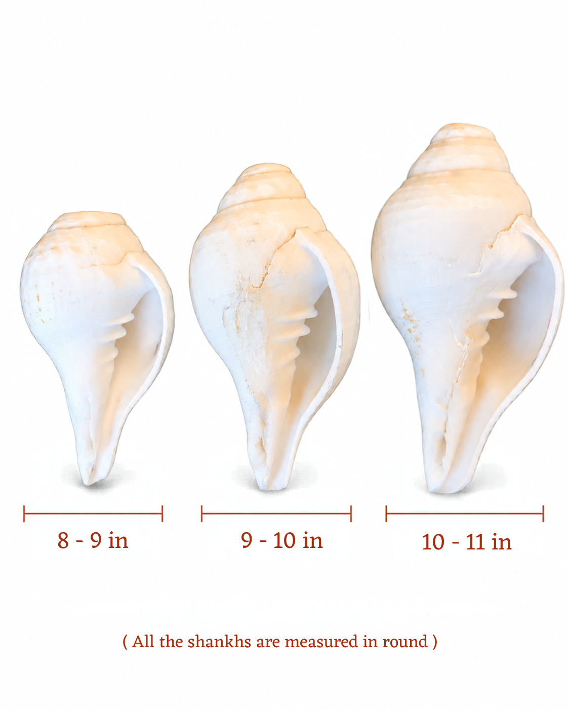 Vishnu Shankh (Natural White) - Small Sizes (Sharp and Loud Sound)